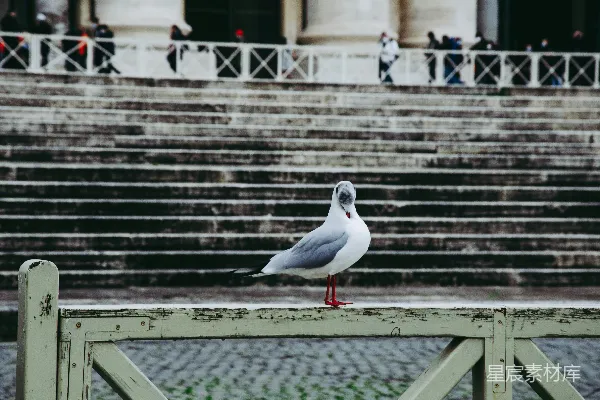 高清摄影 一只海鸥坐在一些台阶前的扶手上