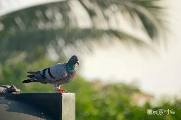 高清摄影 一只鸽子坐在一个黑色箱子的顶部