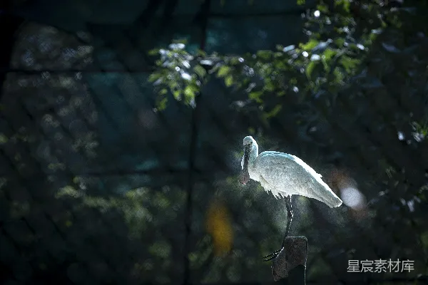 高清摄影 一只巨大的白鸟站在一根木制的杆子上。