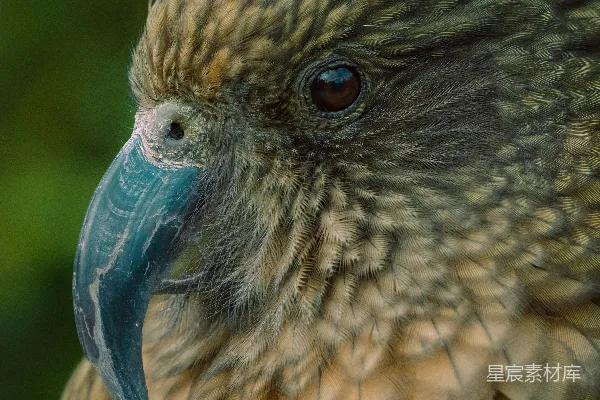 高清摄影 一只 kea 麻雀的特写镜头，羽毛为绿色和棕色。