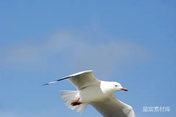 高清摄影 天空中飞翔的一只海鸥