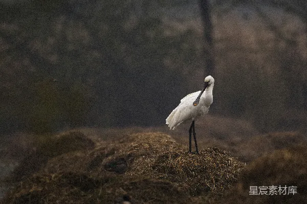 高清摄影 白天白鸟栖息在褐色草地上