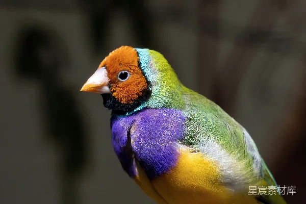 高清摄影 一只色彩鲜艳的 Gould 鳜 Finch 鸟，羽毛鲜艳夺目。