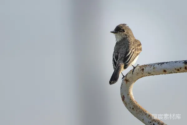 高清摄影 枝头一只鸟儿