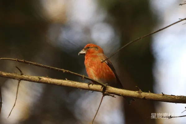 高清摄影 红 cardinal 停在棕树干上