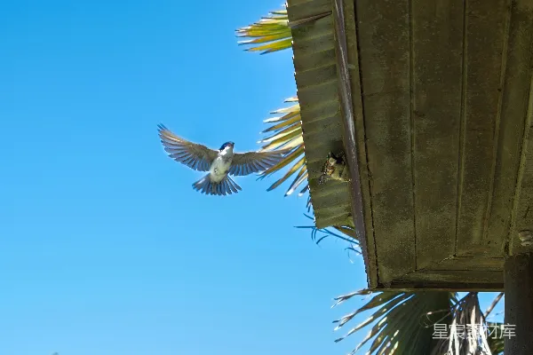 高清摄影 一只鸟正飞近一栋建筑和一棵棕榈树附近。