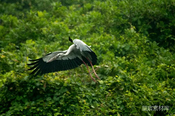高清摄影 一只大鸟飞越一片繁茂的绿色森林
