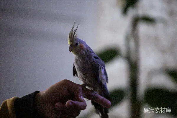 高清摄影 一只小鸟栖息在一个人的手上。