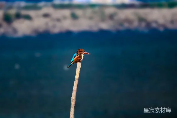 高清摄影 一只小鸟坐在一根木棍的顶端