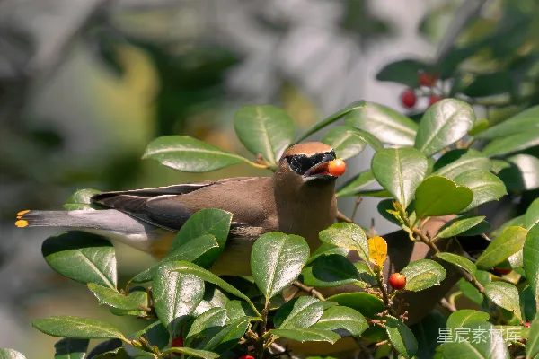 高清摄影 树上一只 Cedar Waxwing 鸟在吃浆果。