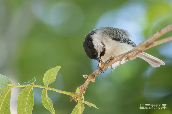 高清摄影 枝头上的鸟