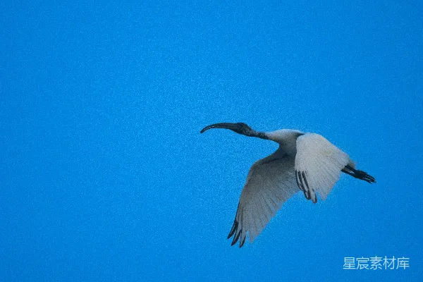 高清摄影 一只大鸟在蓝色的天空中飞翔