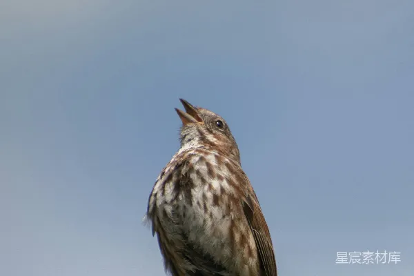高清摄影 屋顶上的鸟儿