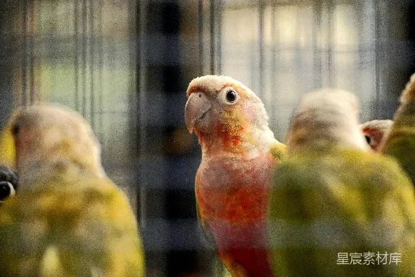 高清摄影 两只色彩鲜艳的鹦鹉在笼中
