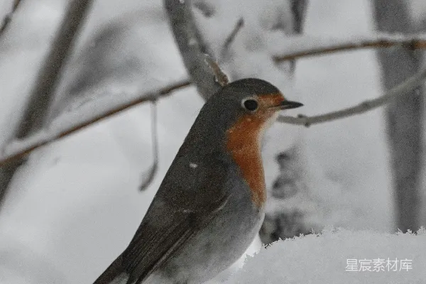 高清摄影 橙色和灰色的鸟儿站在覆盖着雪的树枝上