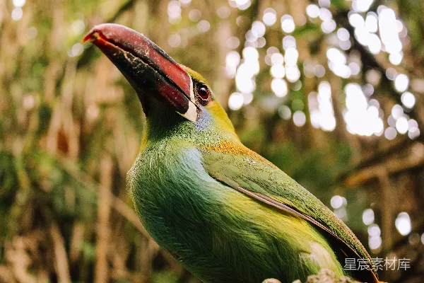 高清摄影 一只色彩斑斓的鸟停在树枝上