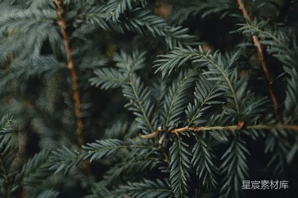 高清摄影 白天青松树的叶子