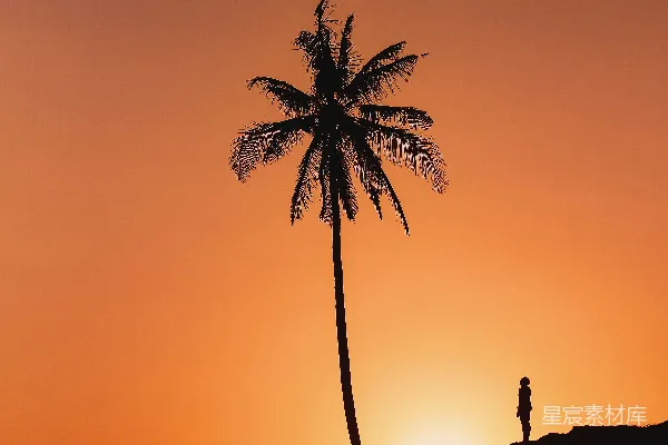 高清摄影 夕阳下站在棕榈树下的一个人
