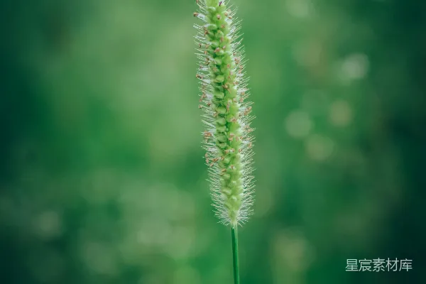 高清摄影 绿色植物的近景摄影