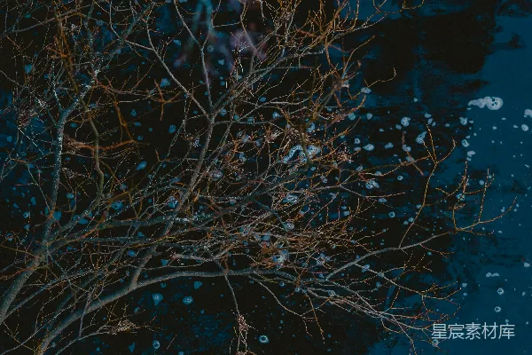高清摄影 树干伸向水面