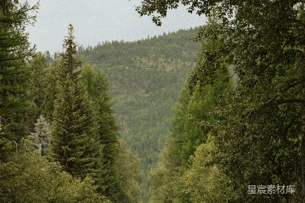 高清摄影 森林中一条空旷的道路