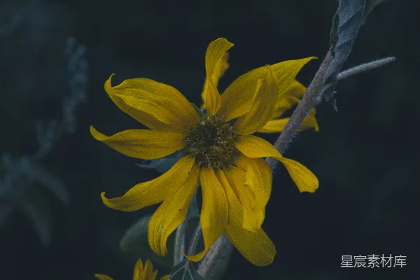 高清摄影 黄色的花上有绿色的叶子