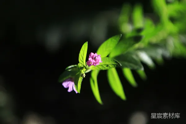 高清摄影 一朵小紫花坐在一片绿叶的顶端