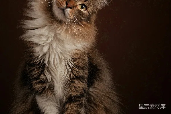 高清摄影 一只猫坐在那里看着照相机。