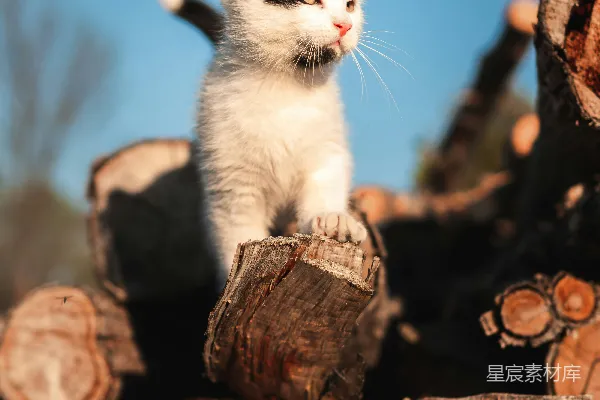 高清摄影 白黑猫卧于棕色树干上