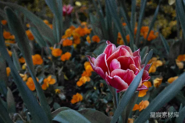 高清摄影 花园里的紫花