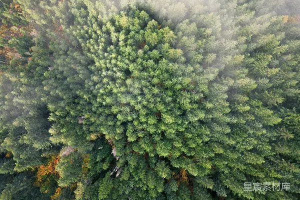 白天森林中的空中视角