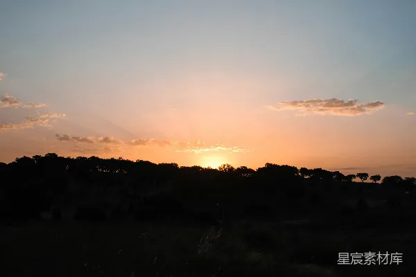 夕阳下的树影轮廓