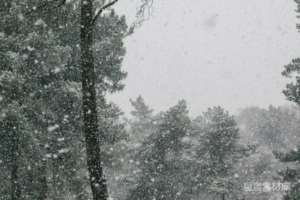 森林中雪落下的松树。