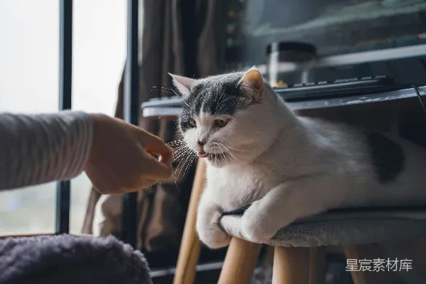 高清摄影 一个手持猫咪的人