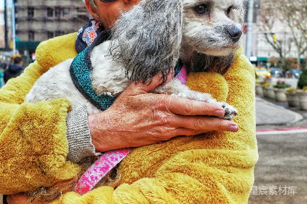 高清摄影 女人抱着一只狗在怀里