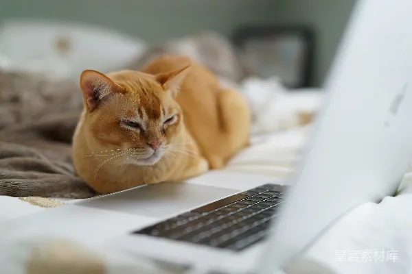 高清摄影 浅聚焦照片中的橙色猫靠近笔记本电脑