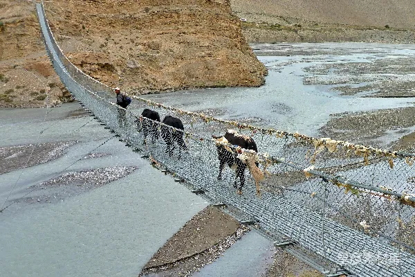 高清摄影 一群牛跨越一条河流上的悬索桥