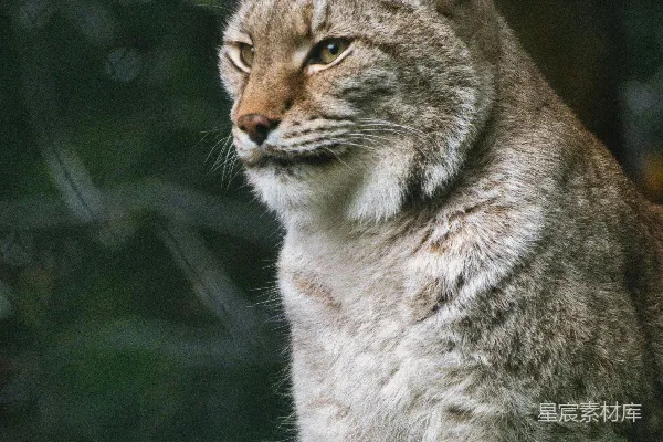 一只猫在岩石上的特写镜头