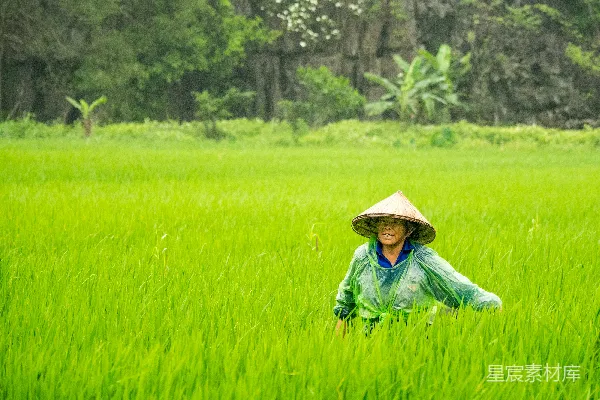 高清摄影 戴着锥形帽的女人正走向稻田。