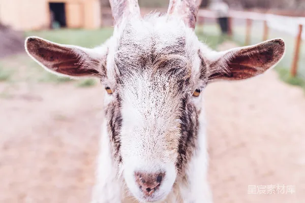 浅焦点摄影白 Goat