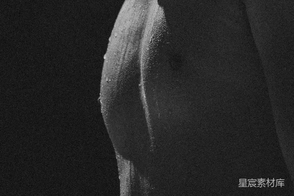 高清摄影 一张黑白照片中的女人的乳房