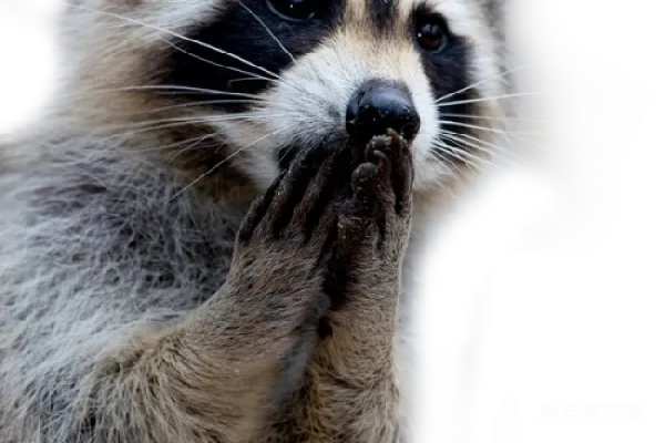 元素素材 浣熊