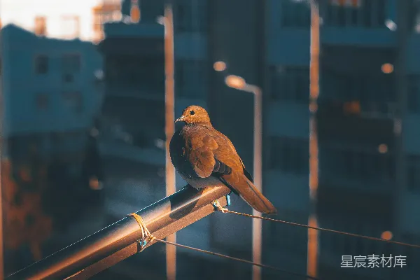 一只鸟站在栏杆上