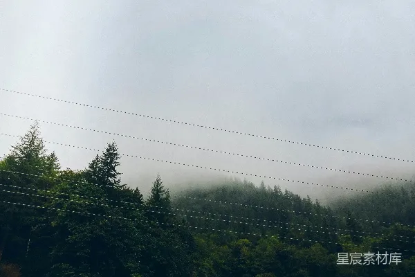 白天森林笼罩在雾中
