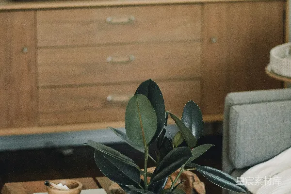 高清摄影 咖啡桌上摆放着一盆花盆植物