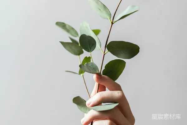 高清摄影 手持叶植物的人
