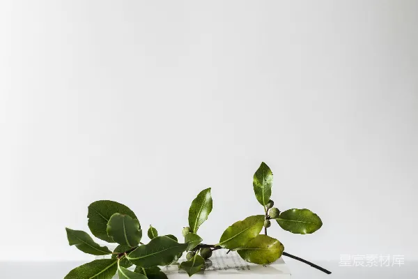 高清摄影 绿色叶片植物