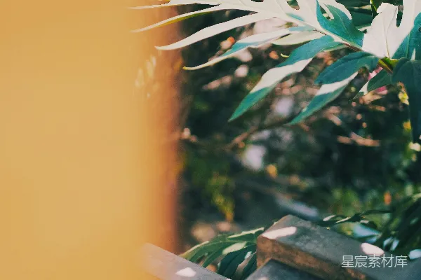 高清摄影 绿叶植物