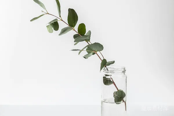 高清摄影 玻璃瓶中绿叶植物