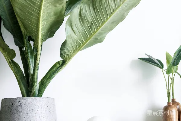 高清摄影 绿色植物放在白色陶瓷花瓶中